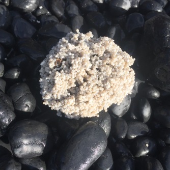 A cluster of fish eggs, sort of like a popcorn ball. A special treat for hungry gulls.